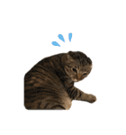 我が家の猫と魚（個別スタンプ：2）
