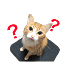 我が家の猫と魚（個別スタンプ：3）