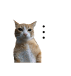 我が家の猫と魚（個別スタンプ：4）