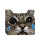 我が家の猫と魚（個別スタンプ：5）