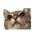 我が家の猫と魚（個別スタンプ：6）