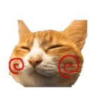 我が家の猫と魚（個別スタンプ：7）
