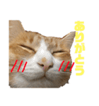 我が家の猫と魚（個別スタンプ：8）