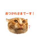 我が家の猫と魚（個別スタンプ：10）