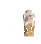 我が家の猫と魚（個別スタンプ：11）