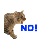我が家の猫と魚（個別スタンプ：12）