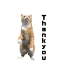 我が家の猫と魚（個別スタンプ：14）