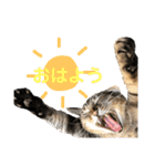 我が家の猫と魚（個別スタンプ：15）
