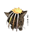 我が家の猫と魚（個別スタンプ：17）