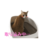 我が家の猫と魚（個別スタンプ：18）