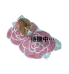 我が家の猫と魚（個別スタンプ：19）
