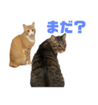 我が家の猫と魚（個別スタンプ：20）