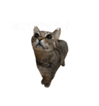 我が家の猫と魚（個別スタンプ：21）