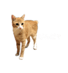 我が家の猫と魚（個別スタンプ：22）