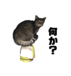 我が家の猫と魚（個別スタンプ：23）