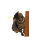 我が家の猫と魚（個別スタンプ：24）