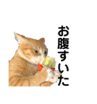 我が家の猫と魚（個別スタンプ：25）