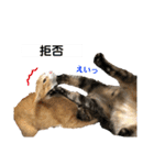我が家の猫と魚（個別スタンプ：26）