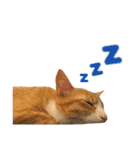 我が家の猫と魚（個別スタンプ：27）