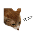 我が家の猫と魚（個別スタンプ：29）