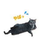 我が家の猫と魚（個別スタンプ：31）