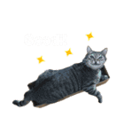 我が家の猫と魚（個別スタンプ：32）