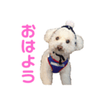ハチコロ（個別スタンプ：1）