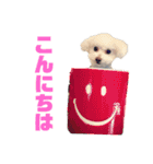 ハチコロ（個別スタンプ：3）