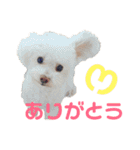 ハチコロ（個別スタンプ：4）