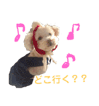 ハチコロ（個別スタンプ：8）