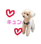ハチコロ（個別スタンプ：10）
