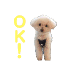 ハチコロ（個別スタンプ：11）