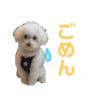 ハチコロ（個別スタンプ：12）