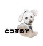 ハチコロ（個別スタンプ：19）