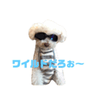ハチコロ（個別スタンプ：20）
