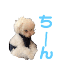 ハチコロ（個別スタンプ：22）