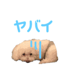 ハチコロ（個別スタンプ：23）