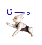 ハチコロ（個別スタンプ：25）