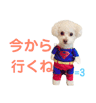 ハチコロ（個別スタンプ：33）