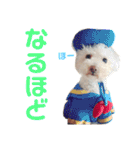 ハチコロ（個別スタンプ：34）
