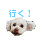 ハチコロ（個別スタンプ：37）
