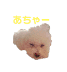 ハチコロ（個別スタンプ：38）
