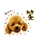 まいにちトイプードル（1）（個別スタンプ：1）