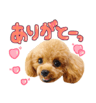 まいにちトイプードル（1）（個別スタンプ：2）
