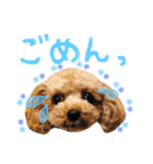 まいにちトイプードル（1）（個別スタンプ：3）