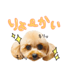 まいにちトイプードル（1）（個別スタンプ：4）