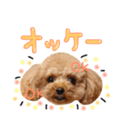 まいにちトイプードル（1）（個別スタンプ：5）