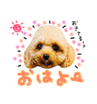 まいにちトイプードル（1）（個別スタンプ：7）