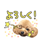 まいにちトイプードル（1）（個別スタンプ：9）