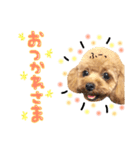 まいにちトイプードル（1）（個別スタンプ：10）